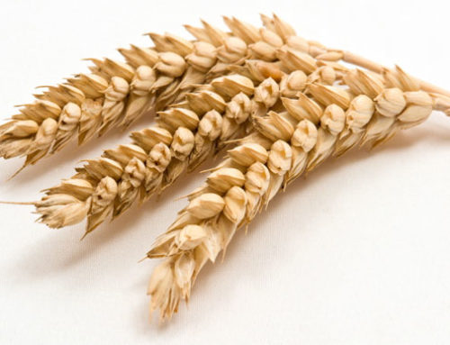 The Facts About Gluten in Skin Care Products