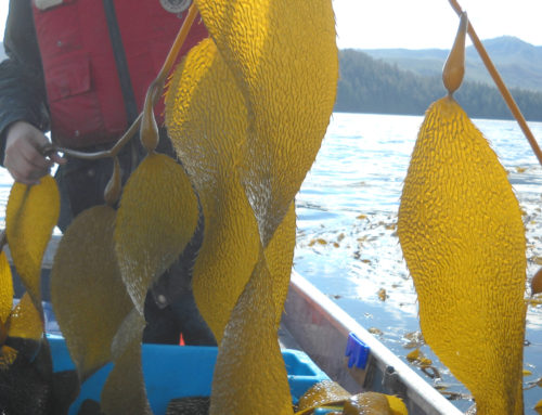 Earth Day Everyday… How our seaweed harvesting helps to protect the environment.